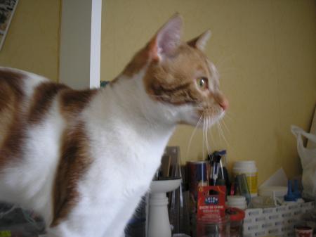 Album de mon tit bouchon